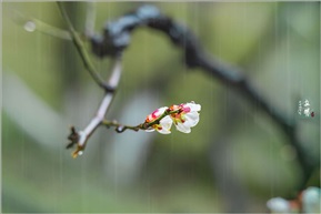 立春节气