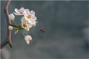 寻花不问春深浅，纵是残红也入诗。