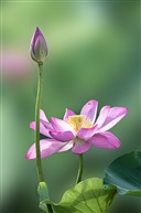 《出污泥而不染》