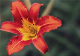 一枚小花