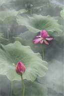 为“荷”而来 3