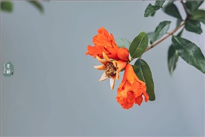 芒种