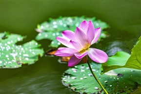 荷花开了