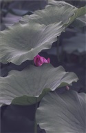 为“荷”而来 2