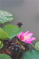 荷（二）