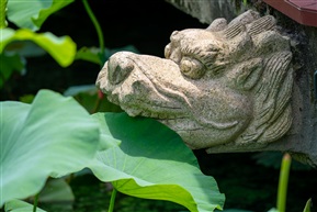 游龙戏荷