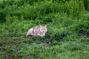 《荒漠猫》