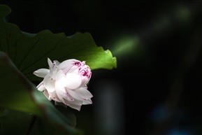 荷