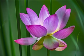 荷花2
