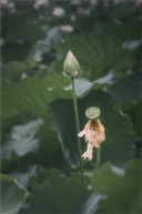 荷（二）