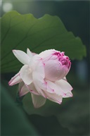 并蒂莲一