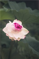 并蒂莲二