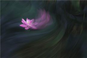 为“荷”而来 5
