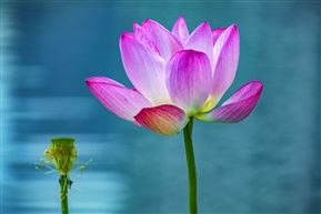 荷花