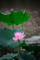 荷花与蝴蝶