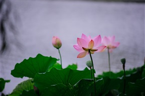 雨后荷花