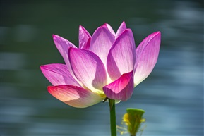 荷花4
