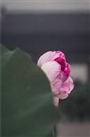并蒂莲三