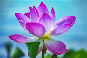 荷花3