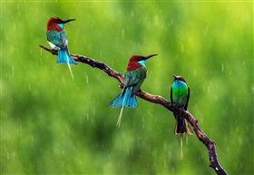 《雨中三虎》