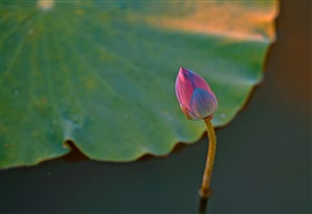 荷
