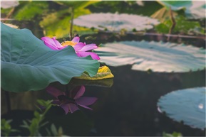 秋荷