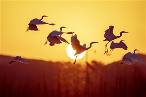 《悦动飞舞》