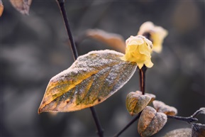 蜡梅（一） 破腊惊春意，凌寒试晓妆。