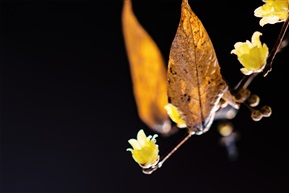 蜡梅（一） 破腊惊春意，凌寒试晓妆。