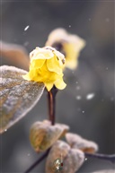 大寒节气