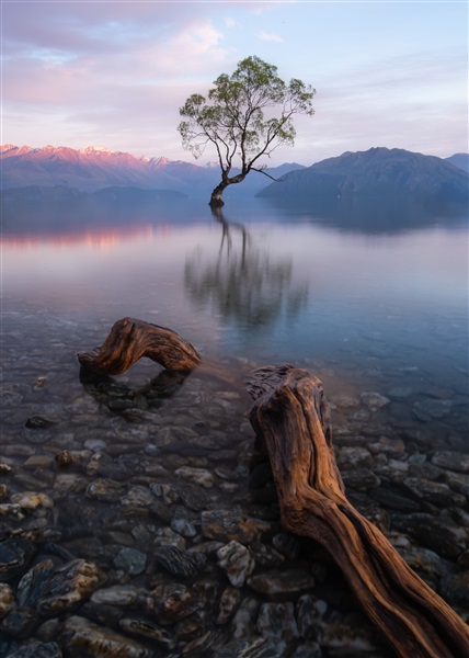 The Wanaka Tree  ?