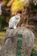 可爱猫咪