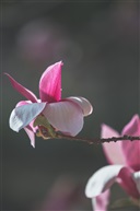 玉兰花
