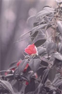 茶花