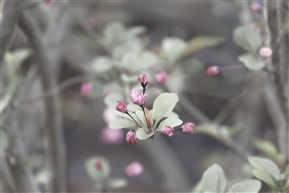 海棠花