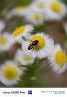蜂花岁月2