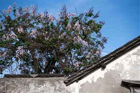 花开花落年复年