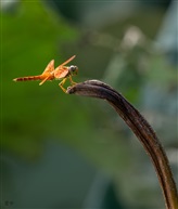 “蜓蜓”玉立
