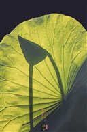 二十中节气——秋分