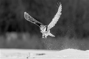 《雪域猛鸮》