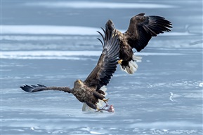 《冰湖上拼搏》