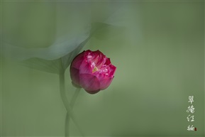 翠掩