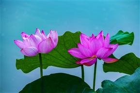 荷花