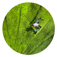 荷