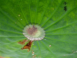 碧盘承露